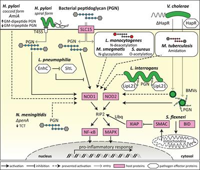 Bacterial subversion of NLR-mediated immune responses